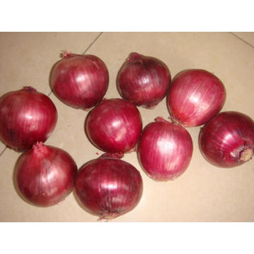 Cebola vermelha fresca para exportação (3-5cm)